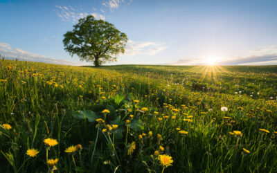 ABTAUCHEN & AUFBLÜHEN – Dein Tages-Retreat im Frühling