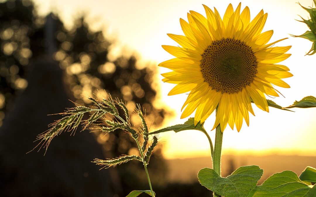 SOULFUL SUMMER – Deine Yogaauszeit voller Genuss & Lebensfreude
