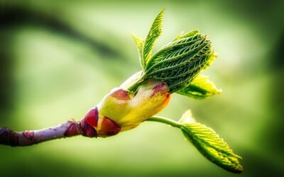 „APRIL AWAKENING“ Tages-Retreat