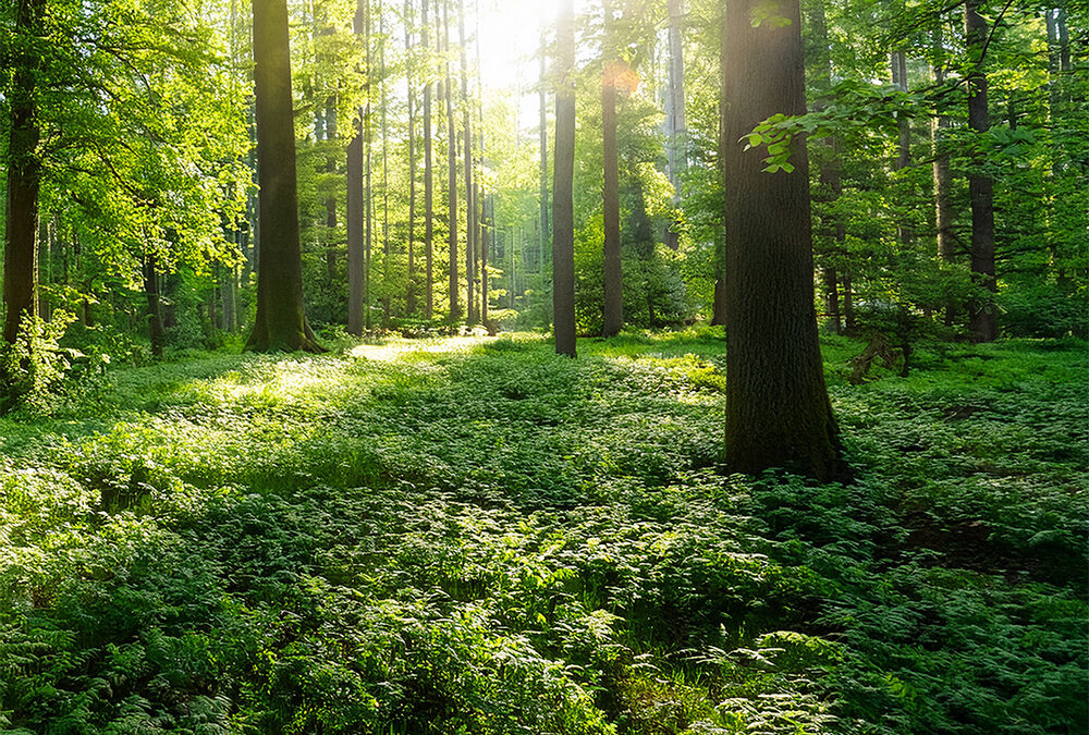 „INNER WISDOM“ – eine Reise zu Deiner Intuition