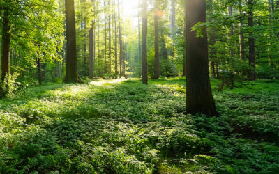 „INNER WISDOM“ – eine Reise zu Deiner Intuition